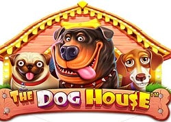 Dog House Ice Casino Game